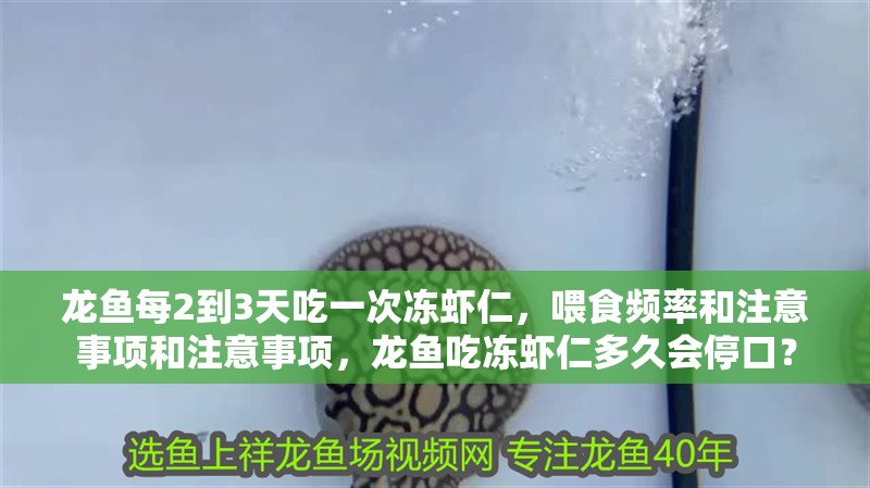 龍魚每2到3天吃一次凍蝦仁，喂食頻率和注意事項和注意事項，龍魚吃凍蝦仁多久會停口？