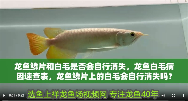 龍魚鱗片和白毛是否會自行消失，龍魚白毛病因速查表，龍魚鱗片上的白毛會自行消失嗎？ 龍魚鱗片和白毛是否會自行消失，龍魚白毛病因速查表，龍魚鱗片上的白毛會自行消失嗎？ 龍魚百科 第3張