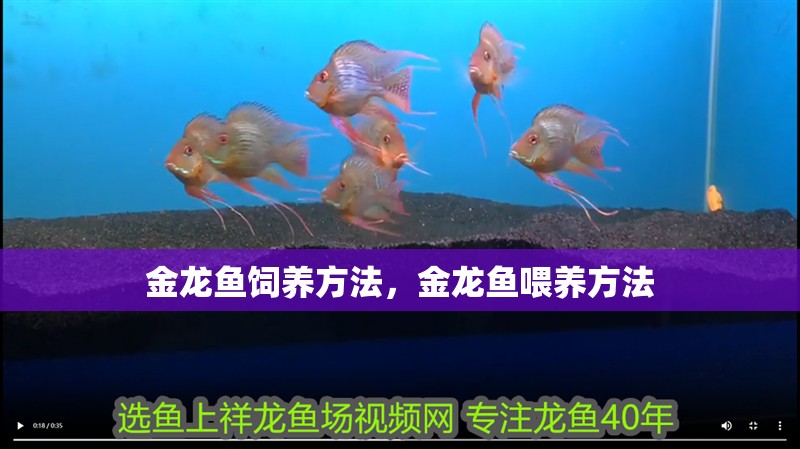 金龍魚(yú)飼養(yǎng)方法，金龍魚(yú)喂養(yǎng)方法