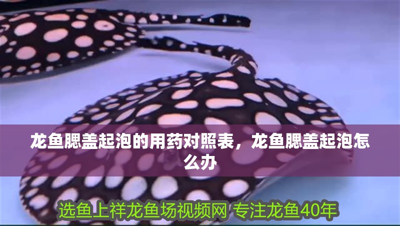 龍魚腮蓋起泡的用藥對照表，龍魚腮蓋起泡怎么辦