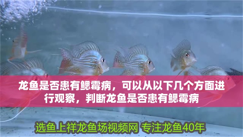 我的虎魚真菌感染了要怎么處理 龍魚是否患有鰓霉病,可以從以下幾個方面進行觀察,判斷龍魚是否患有鰓霉病 龍魚百科 龍魚是否患有鰓霉病,可以從以下幾個方面進行觀察,判斷龍魚是否患有鰓霉病 龍魚是否患有鰓霉病,可以從以下幾個方面進行觀察,判斷龍魚是否患有鰓霉病 龍魚百科