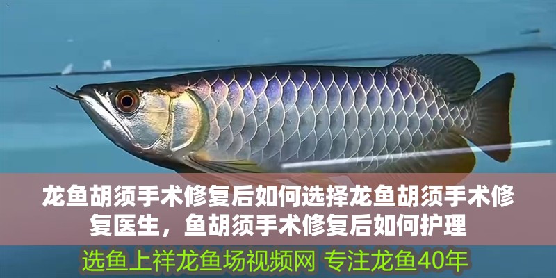 龍魚胡須手術修復后如何選擇龍魚胡須手術修復醫生，魚胡須手術修復后如何護理 龍魚胡須手術修復后如何選擇龍魚胡須手術修復醫生，魚胡須手術修復后如何護理 龍魚百科