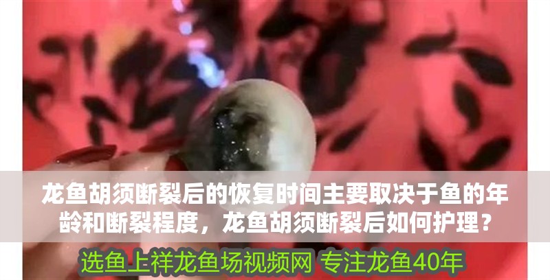 龍魚胡須斷裂后的恢復(fù)時間主要取決于魚的年齡和斷裂程度，龍魚胡須斷裂后如何護理？