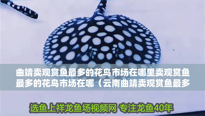 曲靖賣觀賞魚最多的花鳥市場在哪里賣觀賞魚最多的花鳥市場在哪(云南曲靖賣觀賞魚最多的花鳥市場在哪?) 觀賞魚百科 第4張 曲靖賣觀賞魚最多的花鳥市場在哪里賣觀賞魚最多的花鳥市場在哪(云南曲靖賣觀賞魚最多的花鳥市場在哪?) 曲靖賣觀賞魚最多的花鳥市場在哪里賣觀賞魚最多的花鳥市場在哪(云南曲靖賣觀賞魚最多的花鳥市場在哪?) 觀賞魚百科 第4張