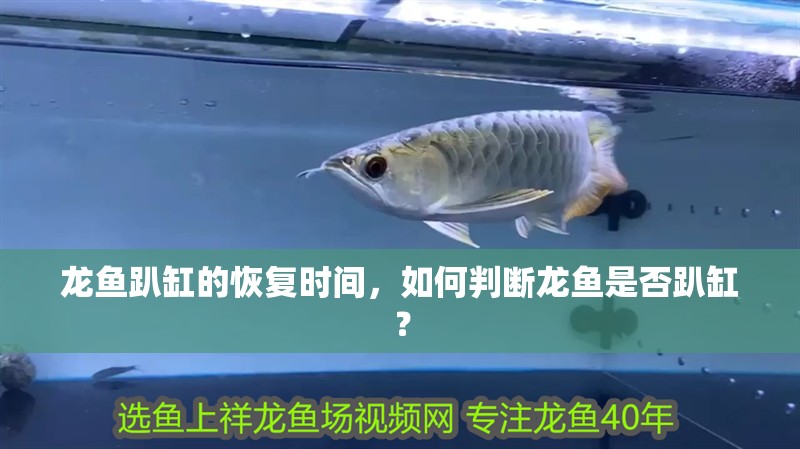 龍魚趴缸的恢復時間，如何判斷龍魚是否趴缸？