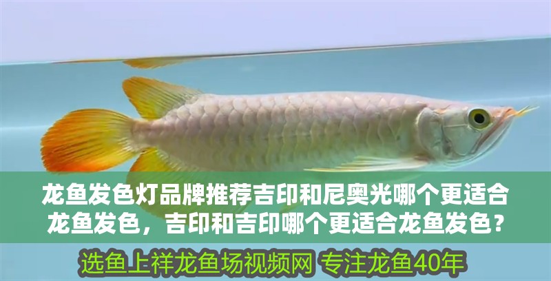 龍魚發(fā)色燈品牌推薦吉印和尼奧光哪個(gè)更適合龍魚發(fā)色，吉印和吉印哪個(gè)更適合龍魚發(fā)色？