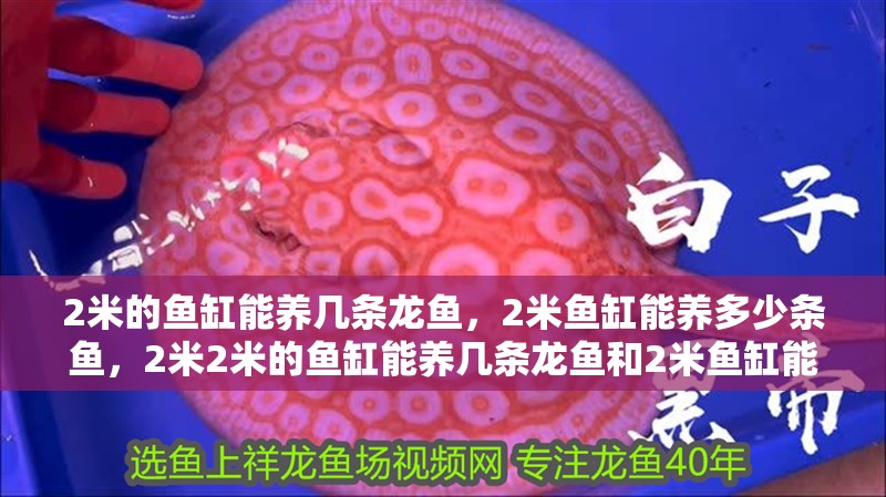 2米的魚缸能養幾條龍魚，2米魚缸能養多少條魚，2米2米的魚缸能養幾條龍魚和2米魚缸能養多少條魚