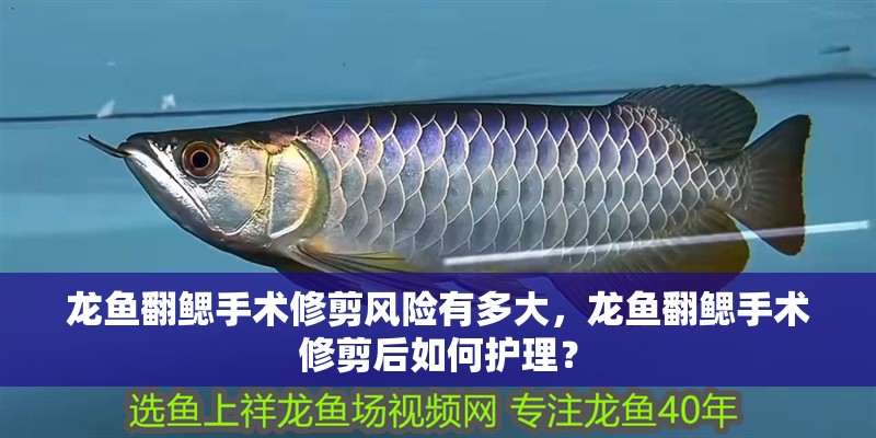龍魚翻鰓手術修剪風險有多大，龍魚翻鰓手術修剪后如何護理？