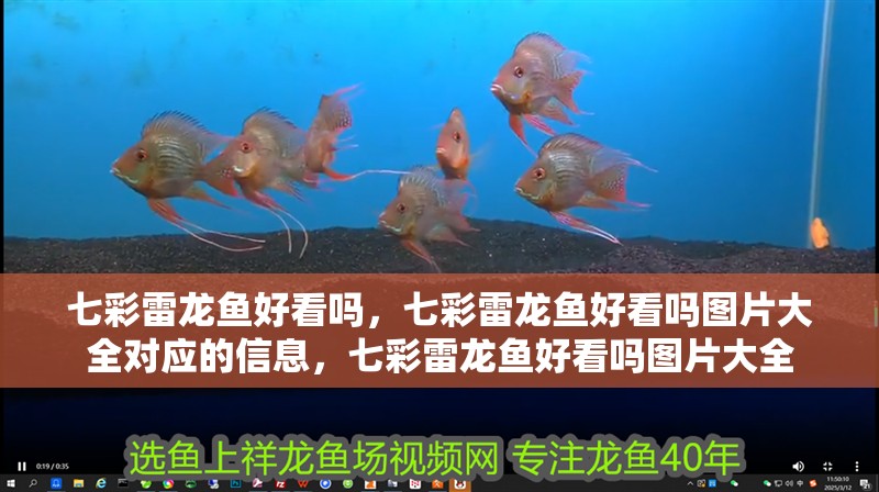七彩雷龍魚好看嗎，七彩雷龍魚好看嗎圖片大全對應(yīng)的信息，七彩雷龍魚好看嗎圖片大全