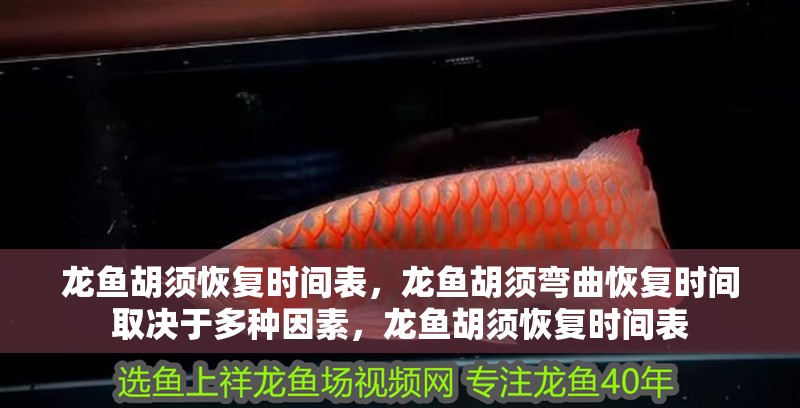 龍魚胡須恢復時間表，龍魚胡須彎曲恢復時間取決于多種因素，龍魚胡須恢復時間表