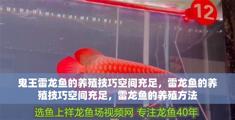 鬼王雷龍魚的養(yǎng)殖技巧空間充足，雷龍魚的養(yǎng)殖技巧空間充足，雷龍魚的養(yǎng)殖方法