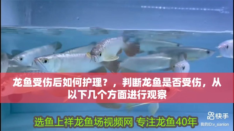龍魚受傷后如何護理？，判斷龍魚是否受傷，從以下幾個方面進行觀察