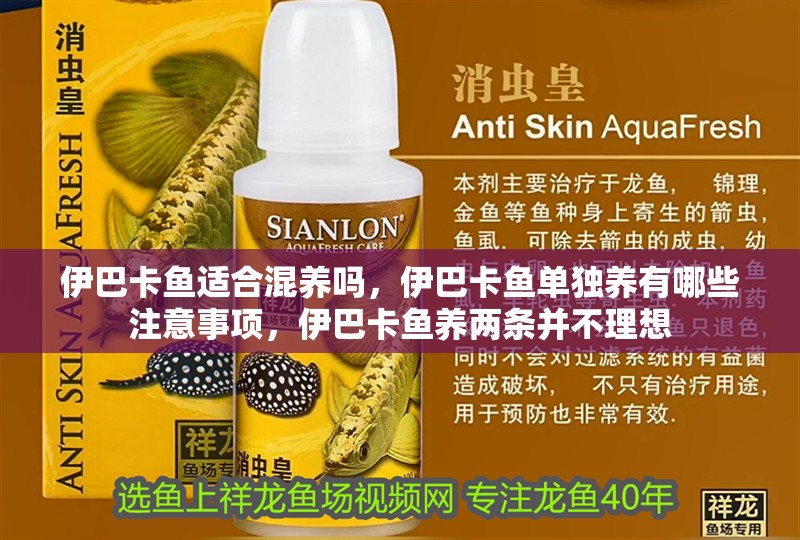 伊巴卡魚適合混養(yǎng)嗎，伊巴卡魚單獨養(yǎng)有哪些注意事項，伊巴卡魚養(yǎng)兩條并不理想