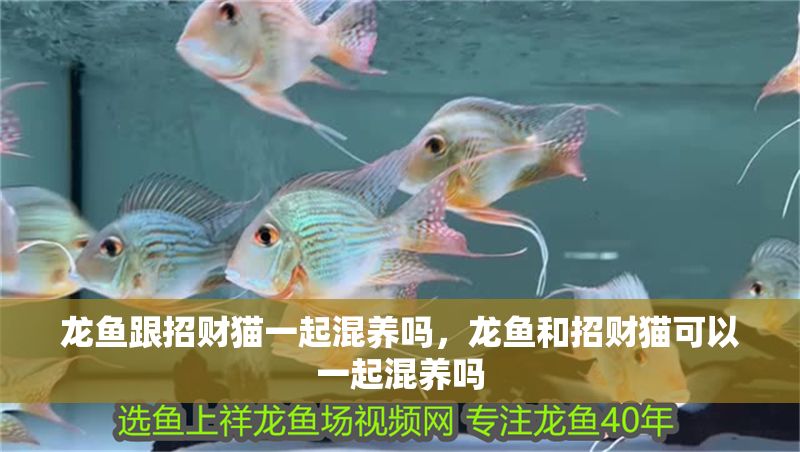 龍魚跟招財貓一起混養嗎，龍魚和招財貓可以一起混養嗎