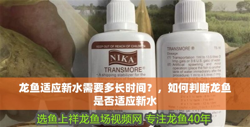 龍魚適應新水需要多長時間？，如何判斷龍魚是否適應新水