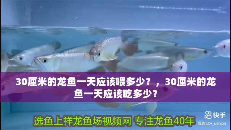 30厘米的龍魚一天應該喂多少？，30厘米的龍魚一天應該吃多少？ 30厘米的龍魚一天應該喂多少？，30厘米的龍魚一天應該吃多少？ 龍魚百科
