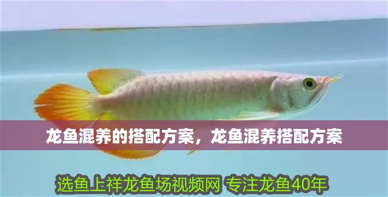 龍魚混養的搭配方案，龍魚混養搭配方案