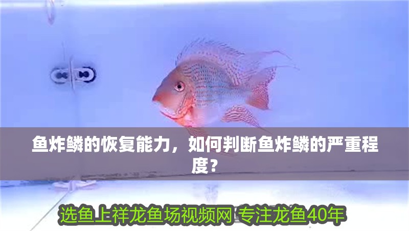 魚缸過濾器選購指南:自制魚缸過濾器魚缸上置過濾器對于養魚愛好者的必備知識 魚炸鱗的恢復能力,如何判斷魚炸鱗的嚴重程度? 龍魚百科 魚炸鱗的恢復能力,如何判斷魚炸鱗的嚴重程度? 魚炸鱗的恢復能力,如何判斷魚炸鱗的嚴重程度? 龍魚百科