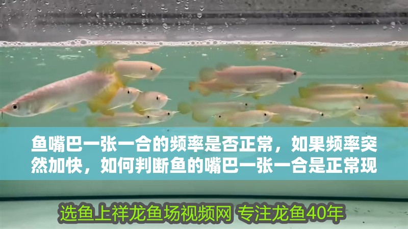 魚嘴巴一張一合的頻率是否正常，如果頻率突然加快，如何判斷魚的嘴巴一張一合是正常現象嗎？