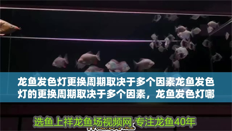 龍魚發(fā)色燈更換周期取決于多個(gè)因素龍魚發(fā)色燈的更換周期取決于多個(gè)因素，龍魚發(fā)色燈哪個(gè)品牌最好
