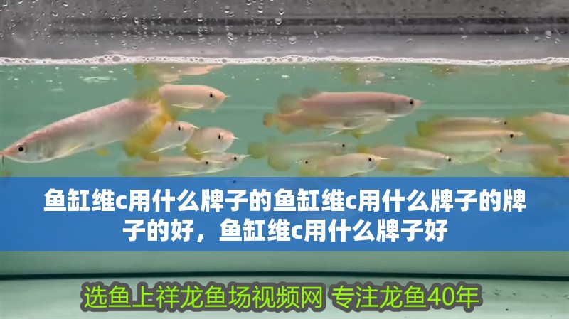 魚缸維c用什么牌子的魚缸維c用什么牌子的牌子的好，魚缸維c用什么牌子好 魚缸維c用什么牌子的魚缸維c用什么牌子的牌子的好，魚缸維c用什么牌子好 觀賞魚百科 第2張