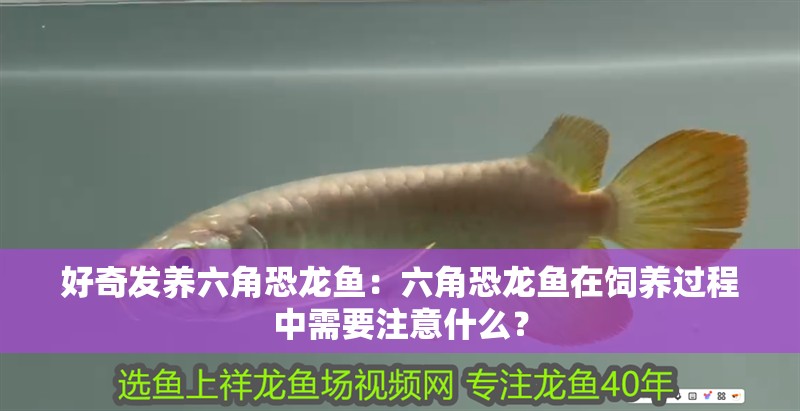 好奇發養六角恐龍魚：六角恐龍魚在飼養過程中需要注意什么？
