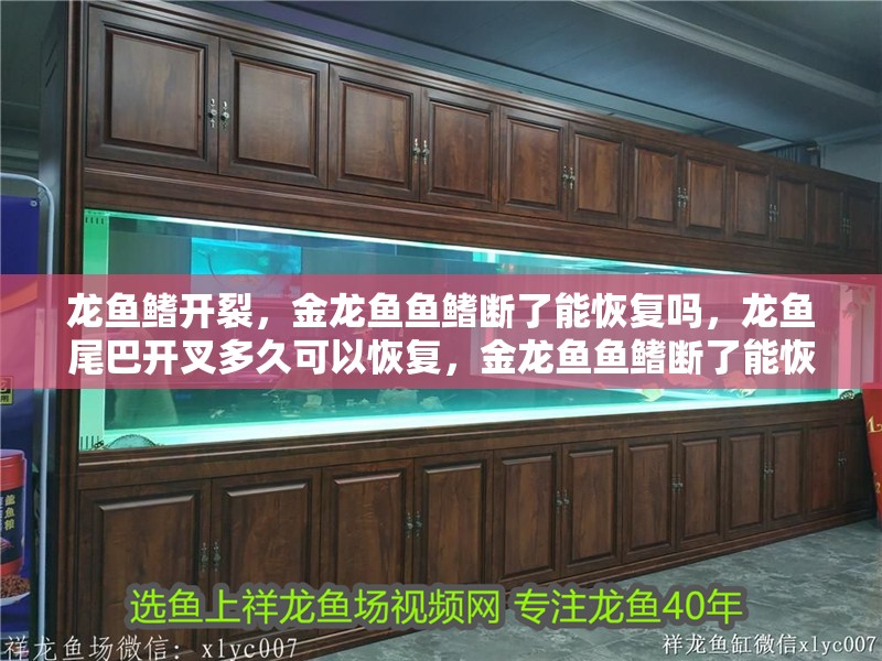 龍魚鰭開裂，金龍魚魚鰭斷了能恢復(fù)嗎，龍魚尾巴開叉多久可以恢復(fù)，金龍魚魚鰭斷了能恢復(fù)嗎