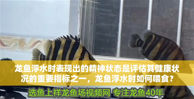 龍魚浮水時表現出的精神狀態是評估其健康狀況的重要指標之一，龍魚浮水時如何喂食？