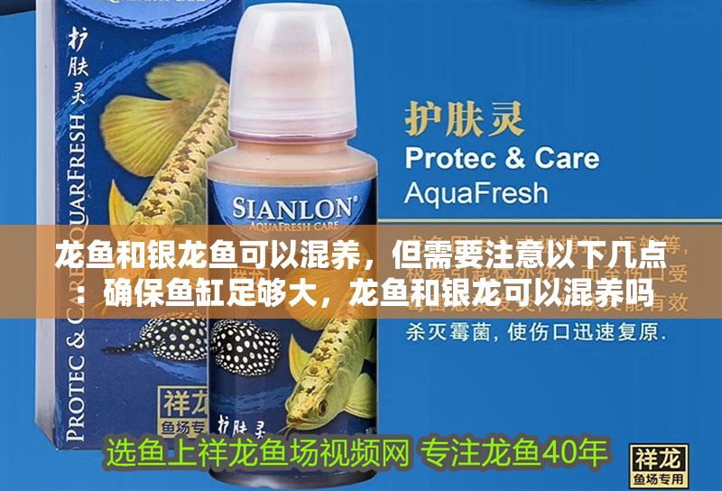 龍魚和銀龍魚可以混養，但需要注意以下幾點：確保魚缸足夠大，龍魚和銀龍可以混養嗎