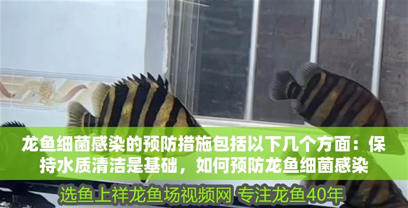 龍魚細菌感染的預防措施包括以下幾個方面：保持水質清潔是基礎，如何預防龍魚細菌感染