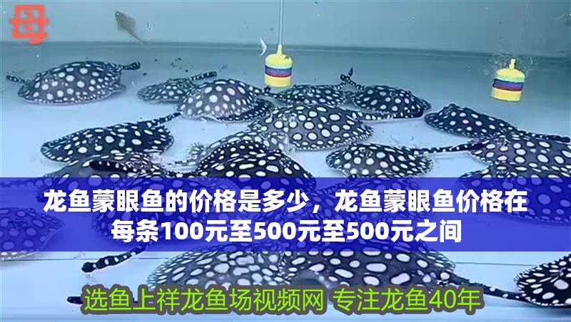 龍魚蒙眼魚的價格是多少，龍魚蒙眼魚價格在每條100元至500元至500元之間