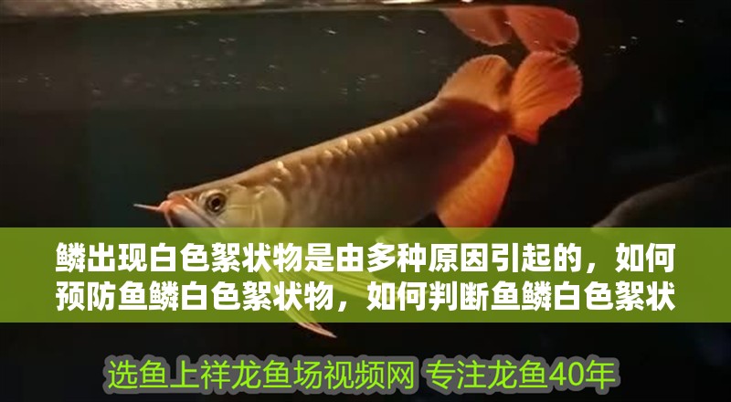 鱗出現白色絮狀物是由多種原因引起的，如何預防魚鱗白色絮狀物，如何判斷魚鱗白色絮狀物會自行消失嗎