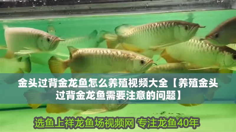 金頭過背金龍魚怎么養(yǎng)殖視頻大全【養(yǎng)殖金頭過背金龍魚需要注意的問題】