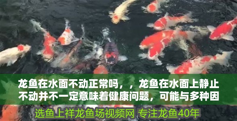 龍魚在水面不動正常嗎，，龍魚在水面上靜止不動并不一定意味著健康問題，可能與多種因素有關
