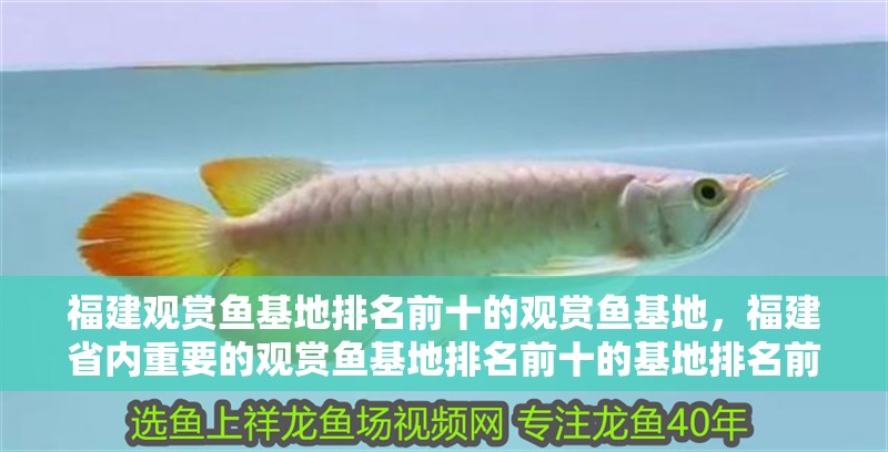 福建觀賞魚基地排名前十的觀賞魚基地，福建省內(nèi)重要的觀賞魚基地排名前十的基地排名前十