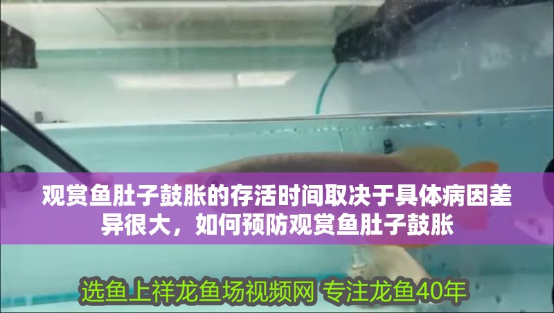 觀賞魚肚子鼓脹的存活時間取決于具體病因差異很大，如何預防觀賞魚肚子鼓脹