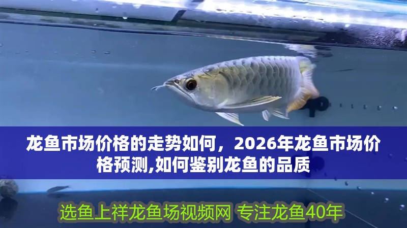 龍魚市場價格的走勢如何，2026年龍魚市場價格預測,如何鑒別龍魚的品質