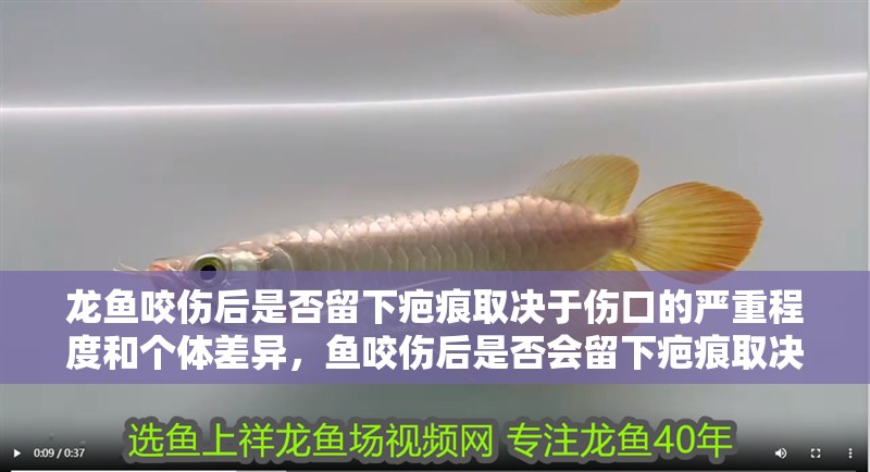龍魚咬傷后是否留下疤痕取決于傷口的嚴重程度和個體差異，魚咬傷后是否會留下疤痕取決于傷口的嚴重程度和個體差異 龍魚咬傷后是否留下疤痕取決于傷口的嚴重程度和個體差異，魚咬傷后是否會留下疤痕取決于傷口的嚴重程度和個體差異 龍魚百科