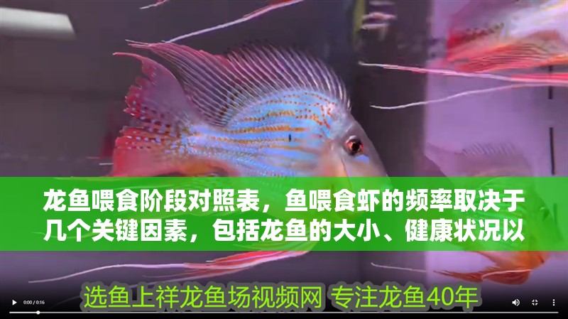 龍魚喂食階段對照表，魚喂食蝦的頻率取決于幾個關鍵因素，包括龍魚的大小、健康狀況以及它們所處的環境