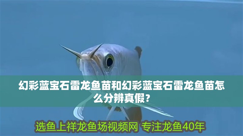 幻彩藍寶石雷龍魚苗和幻彩藍寶石雷龍魚苗怎么分辨真假？