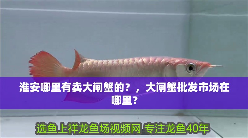 淮安哪里有賣大閘蟹的？，大閘蟹批發(fā)市場在哪里？