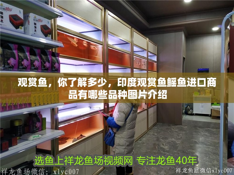 觀賞魚，你了解多少，印度觀賞魚鰩魚進(jìn)口商品有哪些品種圖片介紹