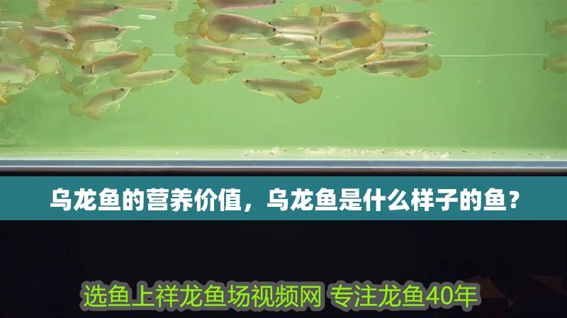 烏龍魚的營養價值，烏龍魚是什么樣子的魚？