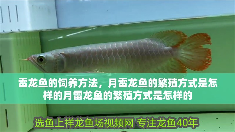 雷龍魚的飼養方法，月雷龍魚的繁殖方式是怎樣的月雷龍魚的繁殖方式是怎樣的