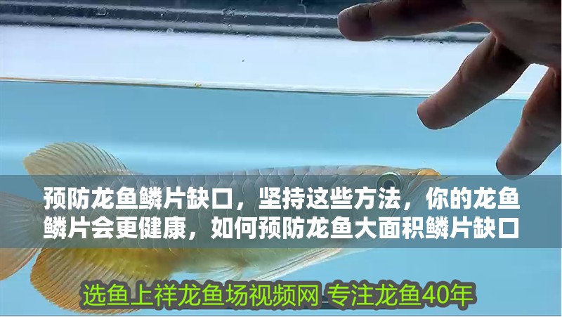 預防龍魚鱗片缺口，堅持這些方法，你的龍魚鱗片會更健康，如何預防龍魚大面積鱗片缺口
