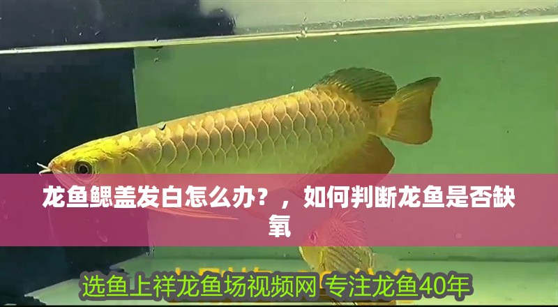 龍魚鰓蓋發白怎么辦？，如何判斷龍魚是否缺氧