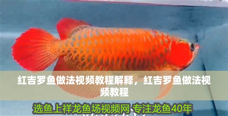 紅吉羅魚(yú)做法視頻教程解釋?zhuān)t吉羅魚(yú)做法視頻教程 紅吉羅魚(yú)做法視頻教程解釋?zhuān)t吉羅魚(yú)做法視頻教程 觀賞魚(yú)百科 第2張