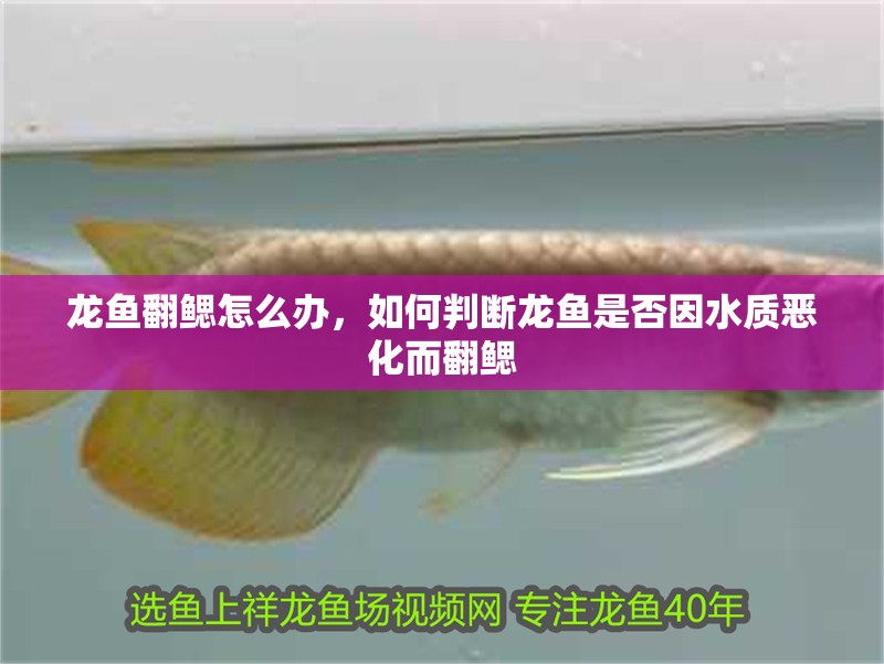 龍魚翻鰓怎么辦，如何判斷龍魚是否因水質(zhì)惡化而翻鰓