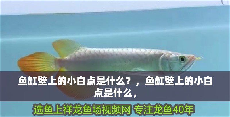 魚缸壁上的小白點是什么？，魚缸壁上的小白點是什么，