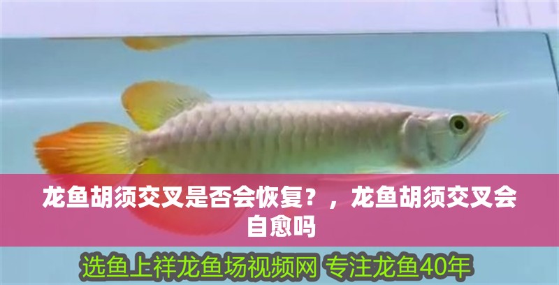 龍魚胡須交叉是否會恢復？，龍魚胡須交叉會自愈嗎